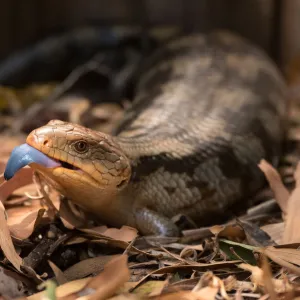 Blue-tongued lizard