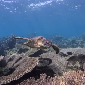 Blue Turtle