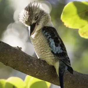 Blue-winged kookaburra Blue-winged kookaburra