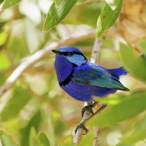 Blue Wren - Splendid Fairywren - Malurus splendens Blue Wren - Splendid Fairywren - Malurus splendens