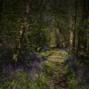 Bluebells in the Spring at Badbury rings, Dorset, England, United Kingdom