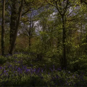 Bluebells in the Spring at Badbury rings, Dorset, England, United Kingdom