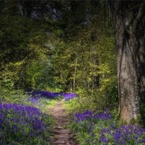 Bluebells in the Spring at Badbury rings, Dorset, England, United Kingdom