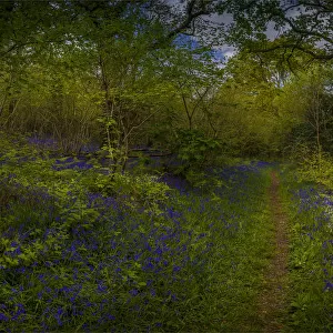 Bluebells in the Spring at Badbury rings, Dorset, England, United Kingdom