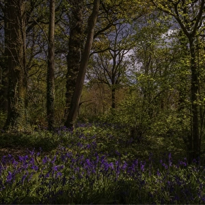 Bluebells in the Spring at Badbury rings, Dorset, England, United Kingdom