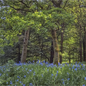 Bluebells in the Spring, up near the peak district of England
