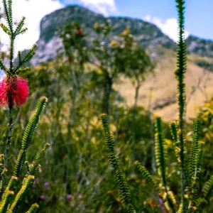 Bluff Knoll and Swamp Bottlebrush Bluff Knoll and Swamp Bottlebrush
