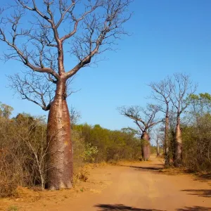 Boab Avenue