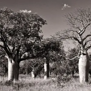 Boab Grove Print, May Dry Season Boab Grove Print, May Dry Season
