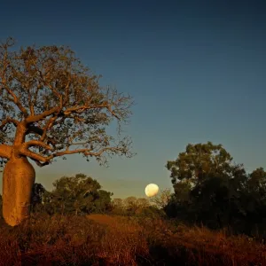 Boab Moonrise, Kununurra. WA