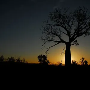 Boab at Sunset Boab at Sunset