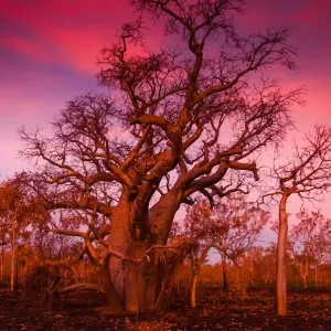 Boab Tree Print at Sunset in Kununurra Boab Tree Print at Sunset in Kununurra