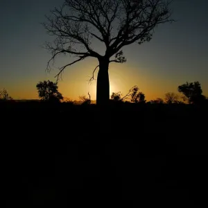 Kununurra Boab Tree Print Kununurra Boab Tree Print