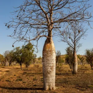 Trees Photographic Print Collection: The Boab (Adansonia gregorii) Tree