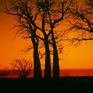 Boab Trees at Sunset