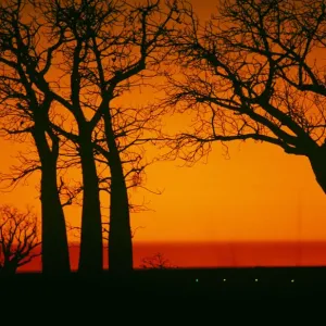 Boab Trees at Sunset Boab Trees at Sunset