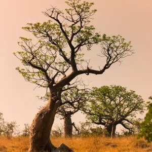 Boab trees at sunset, Gibb River Road, Western Australia, Australia