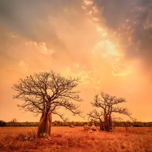Boab trees at sunset, Gibb River Road, Western Australia, Australia