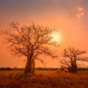 Boab trees at sunset, Gibb River Road, Western Australia, Australia