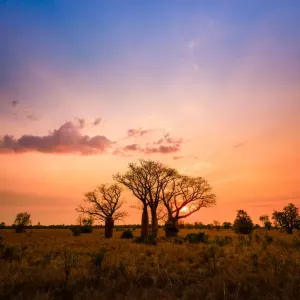 Boab Trees at Sunset Print, Gibb River Road, Kimberley Region Boab Trees at Sunset Print, Gibb River Road, Kimberley Region