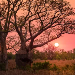Boab trees at sunset, Gibb River Road, Western Australia, Australia