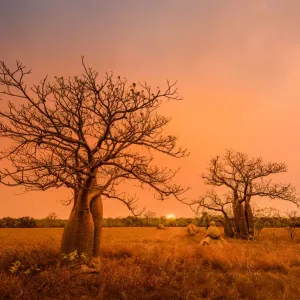 Boab trees at sunset, Gibb River Road, Western Australia, Australia