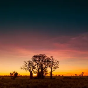 Boab trees at sunset, Gibb River Road, Western Australia, Australia
