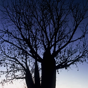 Boabab Tree at Sunset