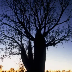 Boabab Tree at Sunset