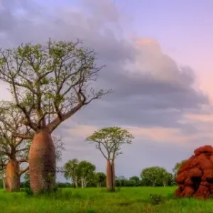 Boab Tree Print: Remote Outback Sunset