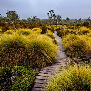 Boardwalk through button grass plains at Overland track, Tasmania