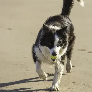 Border Collie Print: A Running Dog with a Ball