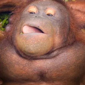 Bornean Orangutan Print