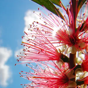 Bottlebrush with the sky in the background
