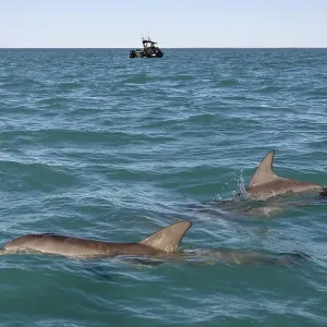 Bottlenose dolphins (Tursiops truncatus) near a fishing boat, dolphins, Monkey Mia, Shire of Shark Bay, State of Western Australia, Australia, Oceania Bottlenose dolphins (Tursiops truncatus) near a fishing boat, dolphins, Monkey Mia, Shire of Shark Bay, State of Western Australia, Australia, Oceania