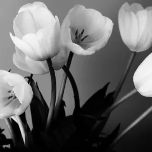 Black and White Tulip Print Black and White Tulip Print