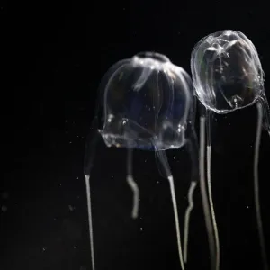 Box Jellyfish with black background