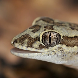 Box-patterned gecko (Lucasium steindachneri)