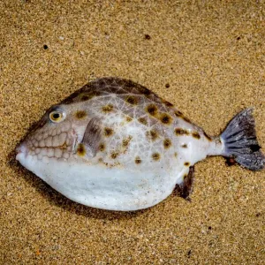 Boxfish Boxfish
