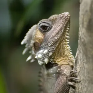 Boyds Forest Dragon Boyds Forest Dragon