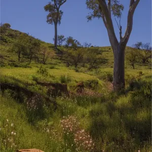 Brachina Gorge Spring Brachina Gorge Spring