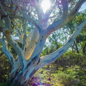 Braeside Urban Park Eucalyptus Trees Print