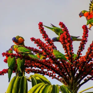 Bright & Colourful Rainbow Lorikeets matching the flowers