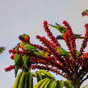 Bright & Colourful Rainbow Lorikeets matching the flowers