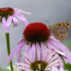 Bright Eyed Brown Butterfly on an echinacea Flower Bright Eyed Brown Butterfly on an echinacea Flower