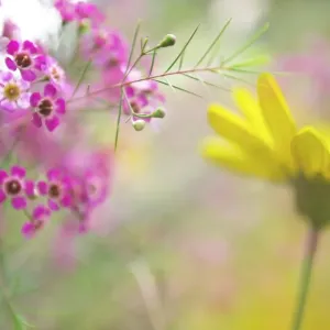 Bright Happy Flowers