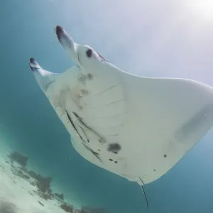 Bright manta