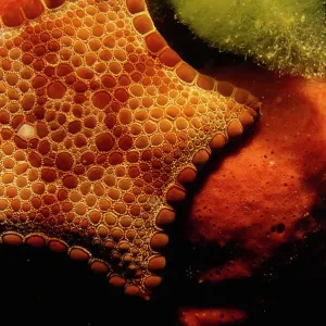A bright red biscuit sea star on soft coral
