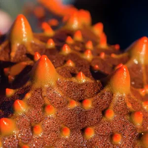The bright red spiked aboral surface of a Spotted Sea Star The bright red spiked aboral surface of a Spotted Sea Star