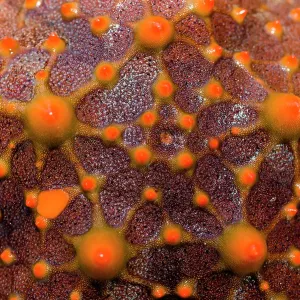 The bright red spiked aboral surface of a Spotted Sea Star The bright red spiked aboral surface of a Spotted Sea Star